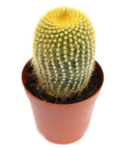 Leninghausii
